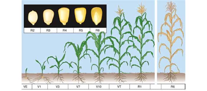 corn-crop-rotation.jpg