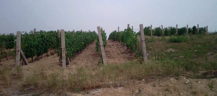 grapevine-crop-protection