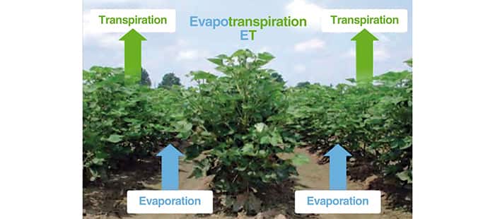 irrigation-evapotranspiration.jpg