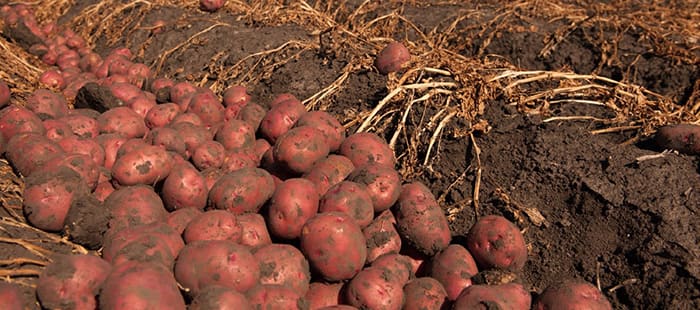 main-crop-potatoes-tuber-seeds