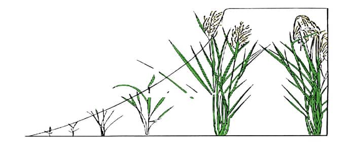rice-crop-rotation.jpg