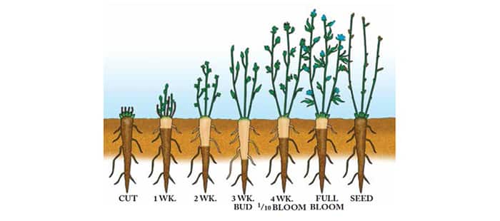 alfalfa-plant-stages-and-environment-requirements.jpg