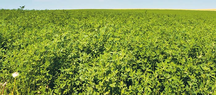 alfalfa-weed-control.jpg