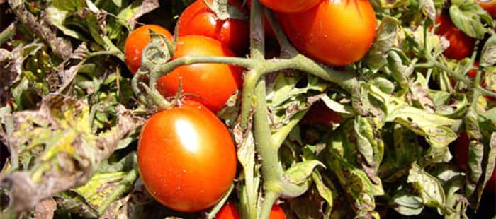 processing-tomato-machanical-harvesting.jpg