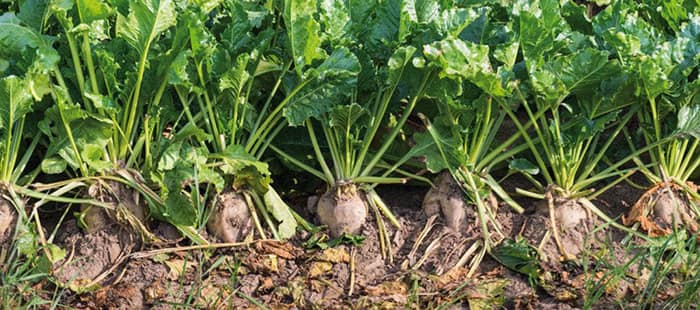 sugar-beet-crop-rotation.jpg