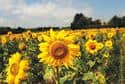sunflower-gallery-02.jpg