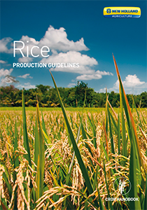 Rice -  Brochure
